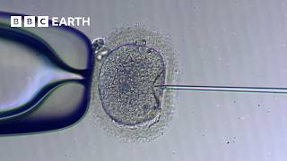 How IVF Works  The Story of Fertility  BBC Earth Science [upl. by Mendive203]