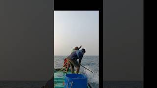 gaintfish fishing hookfishing bvvillagevlogs bigfish [upl. by Acimad]