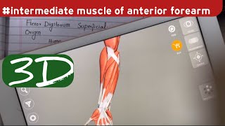 Flexor Digitorum Superficialis  Intermediate layer of anterior compartment of forearm [upl. by Annad794]