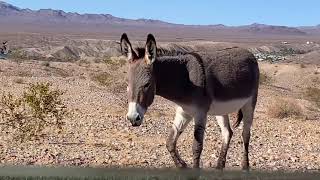 Cottonwood Cove Rd Lake Mohave AZ side [upl. by Bal]