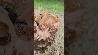 Le polypore en touffe polyporeentouffe champignons fungi nature naturesauvage naturelovers [upl. by Akinihs625]