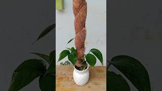 Make a light stick for a small money plant with your own handsshorts plants stick [upl. by Pascale]