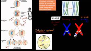 4 Chromosomes and Inheritance HSC biology [upl. by Yentuoc]