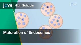 Maturation of Endosomes  Cell Bio  Video Textbooks  Preview [upl. by Boote]