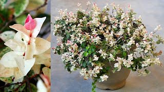 TOP 3 Reasons To Grow GORGEOUS Asiatic Jasmine With All CARE Tips [upl. by Carlos]