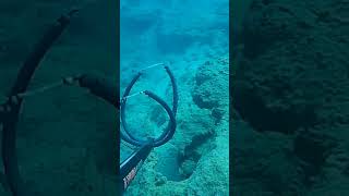 sorgos zıpkın zıpkınlabalıkavı fishing kibris apnea sargus spearfishing cyprus balık fish [upl. by English]