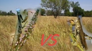 mantis religiosa vs saltamontes [upl. by Nadnal]