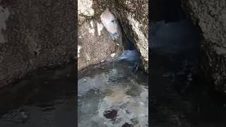 OJO DE AGUA DE NUEVO DELICIAS COAH  MEXICO caminosdelasierradeoaxaca [upl. by Lennod185]