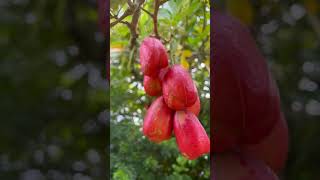 Ackee Blighia sapida [upl. by Nerdna]