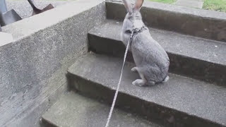 Flemish giant rabbit outside leash [upl. by Ellerehs820]