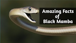 quot10 Interesting Facts About the Black Mamba  The Deadly Serpentquot [upl. by Cicero]