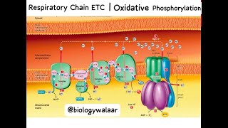 Class 11  Biology  Chapter 11  Lecture 13  Respiratory Chain  Oxidative Phosphorylation [upl. by Nicodemus]