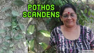 Pothos Scandens Explanation In Malayalam ആനപ്പരുവ ആമകഴുത്ത്മരക്കൊടി  Climbing Aroid  പരുവക്കൊടി [upl. by Osner493]