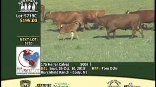 Burchfield Ranch Heifers Steamboat 2013 [upl. by Garibold]