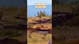 Leopard and the deer hunt  leopard leopardattack deer animals animalsattack [upl. by Yalahs]