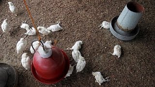 Elfenbeinküste Weitere Ausbreitung der Vogelgrippe befürchtet [upl. by Kurt366]