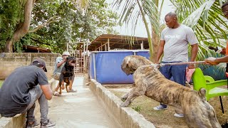 Strong Rottweiler tries to face off with Boerboel [upl. by Aseek]