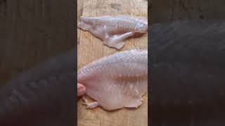 quotRegularquot bluegill filets vs hybrid bluegill filets [upl. by Anerrol26]