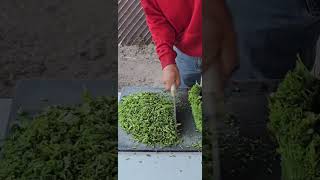 Cilantro para los tacos 🌮 cilantro satisfying viralvideo tacos [upl. by Cassiani]