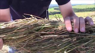 How to know if Hay is Ready to Bale [upl. by Harts]