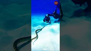 Belchers sea snake  worlds most dangerous snakes shorts PART1 [upl. by Gustavo]