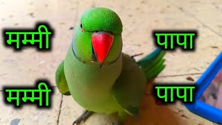 Talking parrot  Bolne Wala Mitthu  Bolne Wala Tota  mitthu mitthu  Tota  Mummy Mummy [upl. by Atteynod]