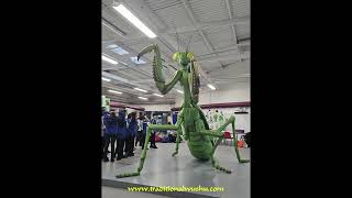 Mantis Muse Beauchamp College Master Derek Frearson [upl. by Zerdna]