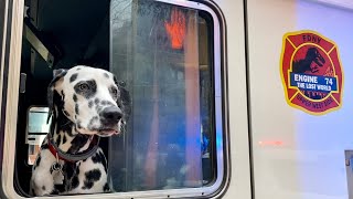 FDNY Engine 74 Firehouse Dog “JT” One of the Only Dalmatians in FDNY at Manhattan Box 1069 [upl. by Shanleigh]