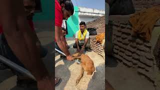 Sick Dog brajanimalcare streetdogs vrindavan [upl. by Ashwin]