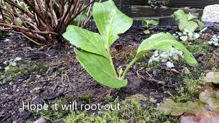 Bergenia Cordifolia  Propagate with a Broken Piece December 27 [upl. by Seravat496]