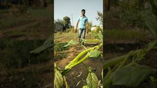 plucked fresh cluster beans nature farming clusterbeans shorts [upl. by Leschen]