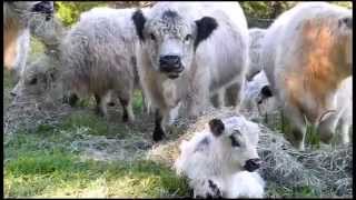 Pasture Supplement in Winter  Miniature Cattle Galloways [upl. by Caplan]