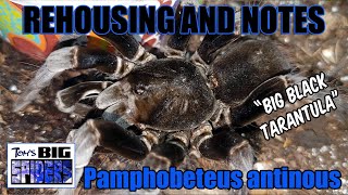 Pamphobeteus antinous quotBig Blackquot Rehouse and Notes [upl. by Dahl]