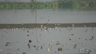 Greyheaded lapwing Vanellus cinereus and other waders [upl. by Anam201]