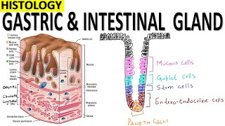 Histology of Gastric and Intestinal Glands [upl. by Anolla]