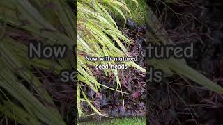 October Update Hakonechloa Aureola Japanese Forest Grass [upl. by Abixah]