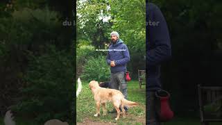 Aufmerksamkeit bei Hundebegegnungen Hundetraining [upl. by Ivett837]