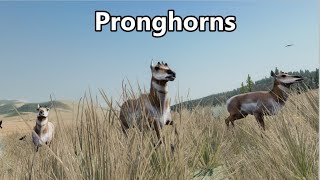 WolfQuest 3 AE  Pronghorn hunting  Scorpion IS BACK [upl. by Stubstad838]