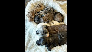 Soji’s Litter Enrichment  Multigen Australian Labradoodles [upl. by Jilli]