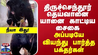 திருச்செந்தூர் தெய்வானை யானை காட்டிய சைகை அப்படியே வியந்து பார்த்த பக்தர்கள் [upl. by Niliak]