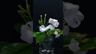 White Flower branches wither  Growing Timelapse shorts growing [upl. by Trotter]