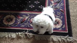 Cute bichon frise a crying like a baby [upl. by Sorce633]