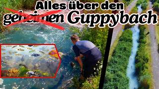 GUPPYBACH  Warum tropische Fische in einem Deutschen Bach überleben [upl. by Lenzi]