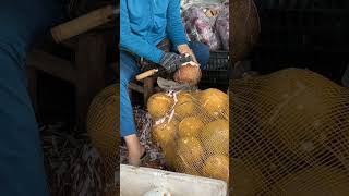 Peeling the coconut skins so easy at Hue Vietnam [upl. by Thorbert]