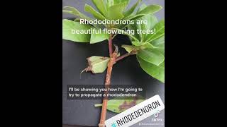 Rhododendron water propagation experiment [upl. by Cogswell]