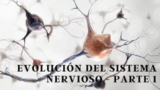 Evolución del Sistema Nervioso  Parte 1 [upl. by Mohandas]