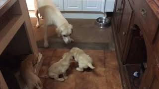 5 week old puppies learning boundaries through discipline [upl. by Sidky603]