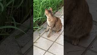 rush for an insect cats neko 貓 catshorts catvideos cat [upl. by Eriam367]