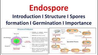 Endospore  Introduction  Structure  Spore formation  Germination  Significance [upl. by Yeliw181]