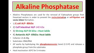 Alkaline Phosphatase Ecoli ALP Calf Intestinal ALP Shrimp ALP [upl. by Jackqueline]